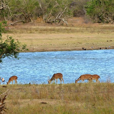 Wild Panthera Yala Tissamaharama Exterior foto